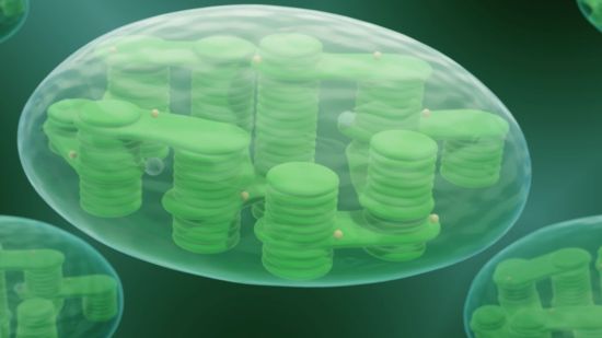 Cloroplastos modelo 3d