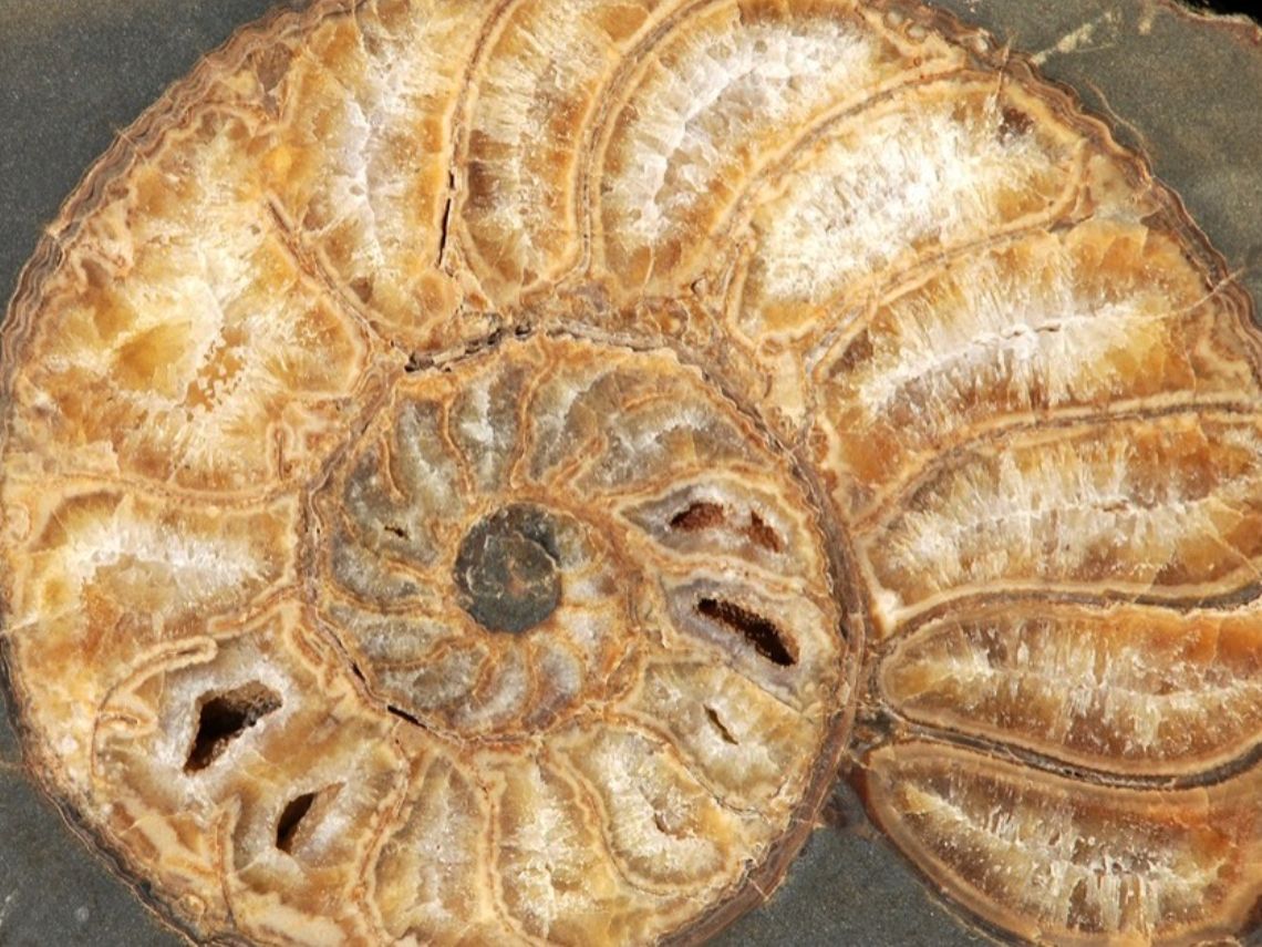 Fósil de ammonoideo permineralizado