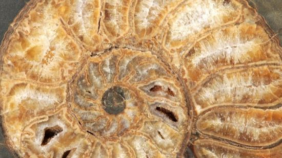 Fósil de ammonoideo permineralizado