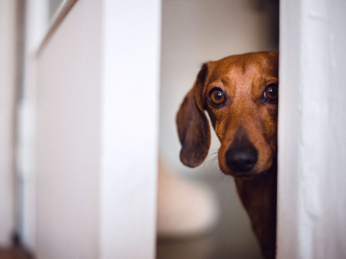 Perro salchicha mirando por una puerta