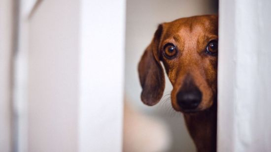 Perro salchicha mirando por una puerta