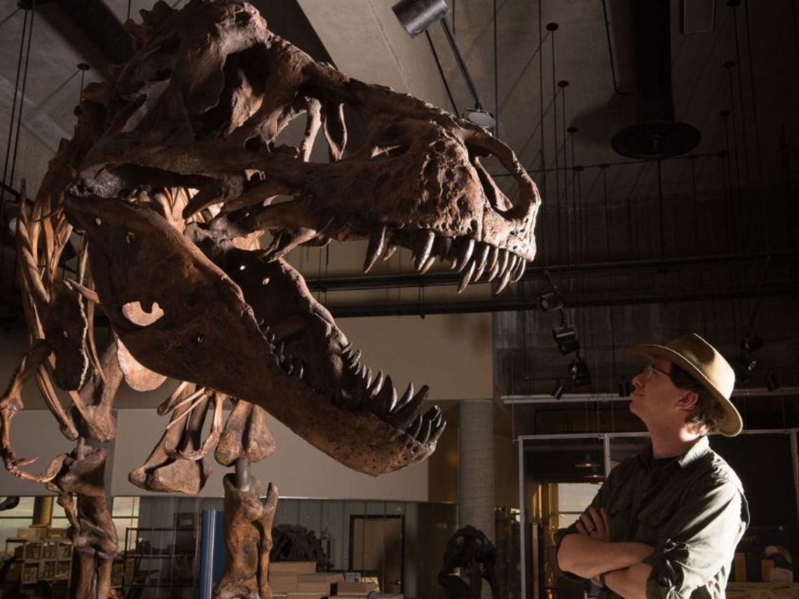 Scotty el tiranosaurio rex mas grande del mundo