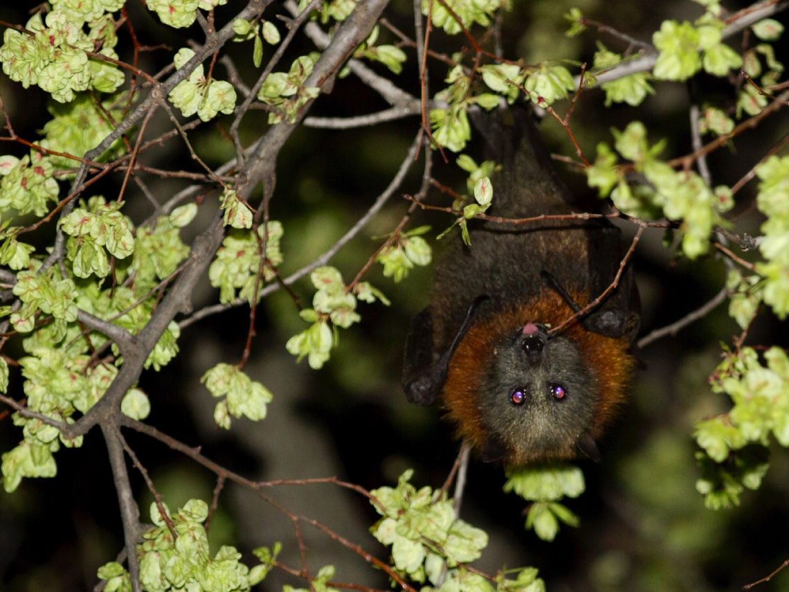 Zorro volador filipino