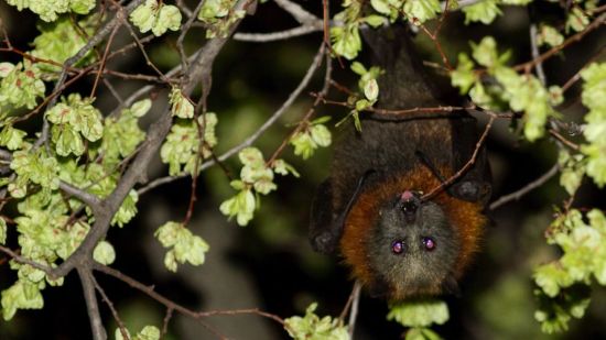 Zorro volador filipino