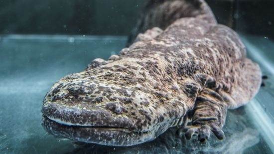 Salamandra gigante china