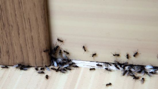 Hormigas entrando en casa