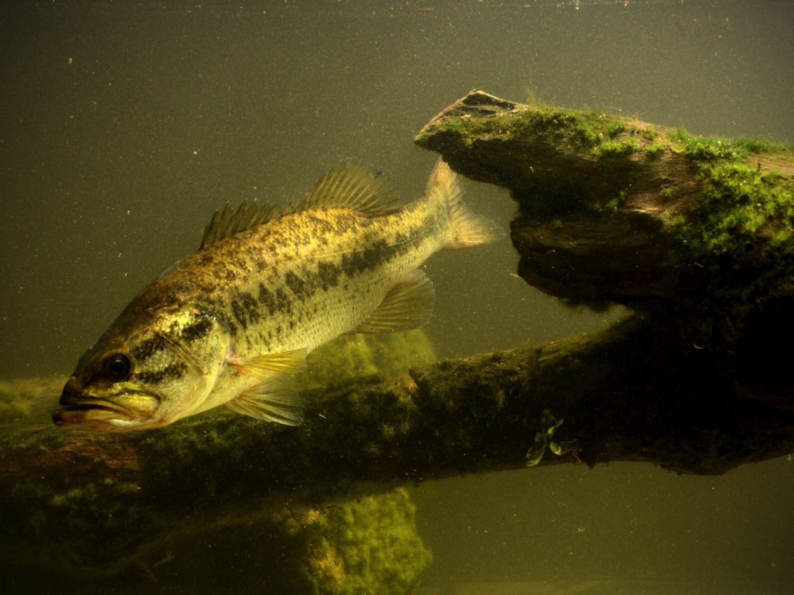 Black bass, perca americana
