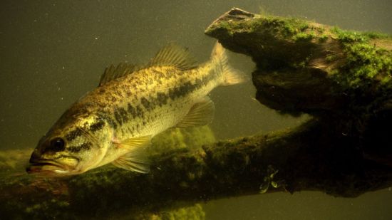 Black bass, perca americana