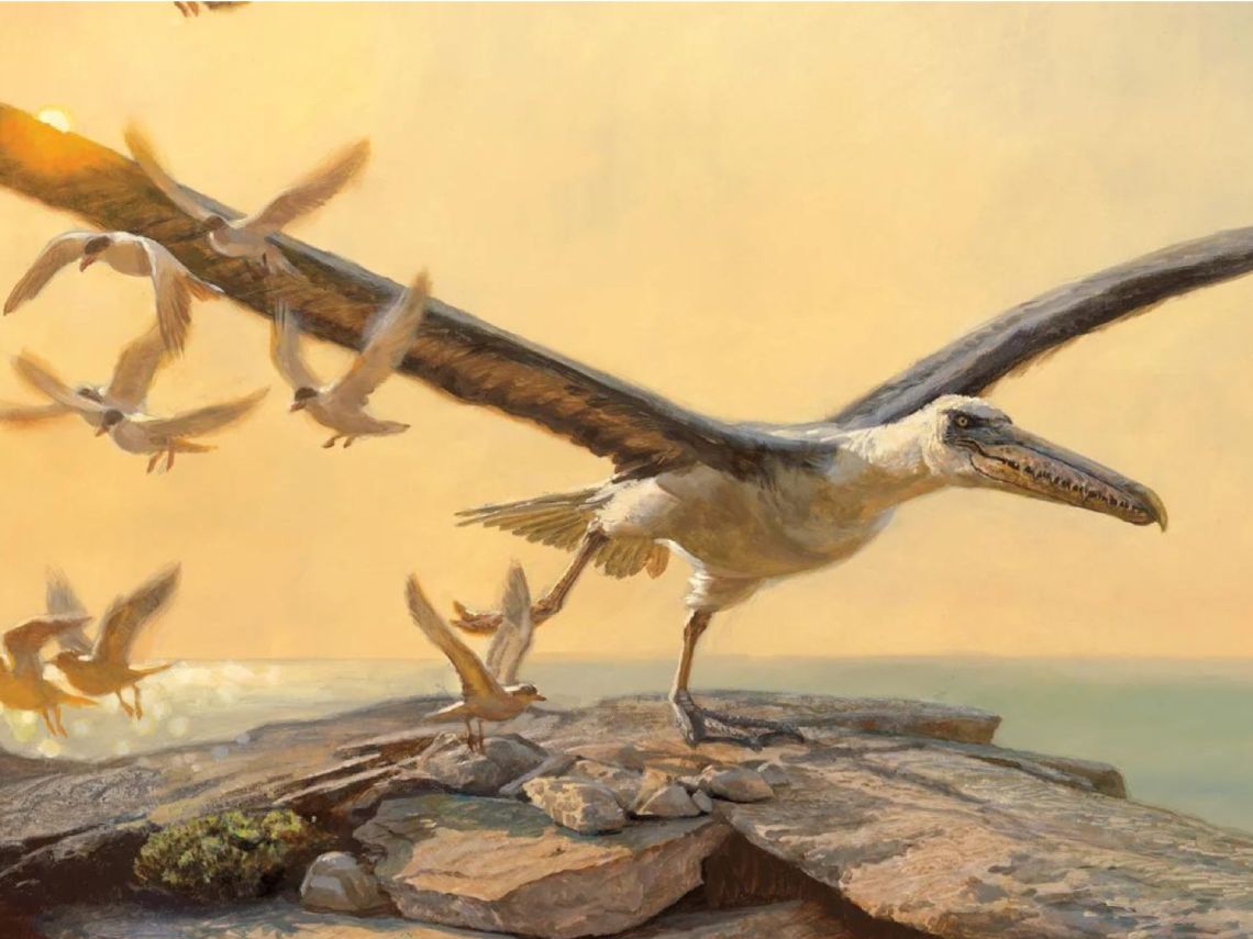 Dibujo. Pelagornis, el ave mas grande