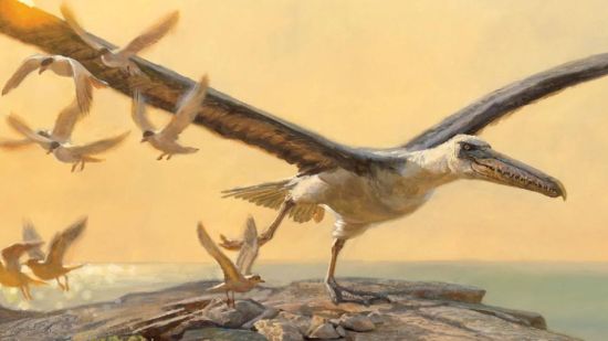 Dibujo. Pelagornis, el ave mas grande