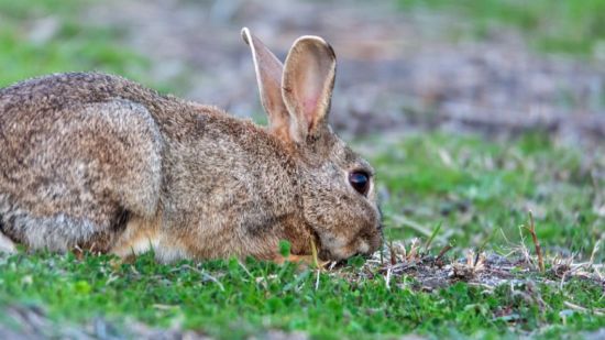 Conejo silvestre