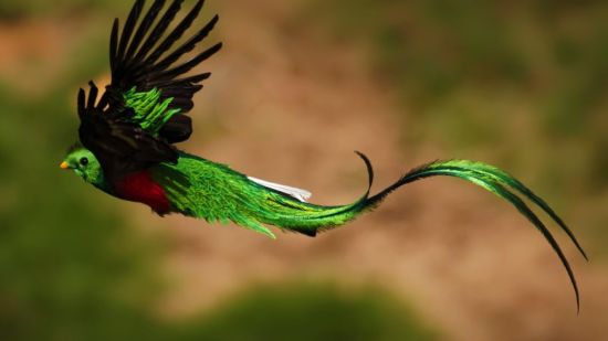 Quetzal volando