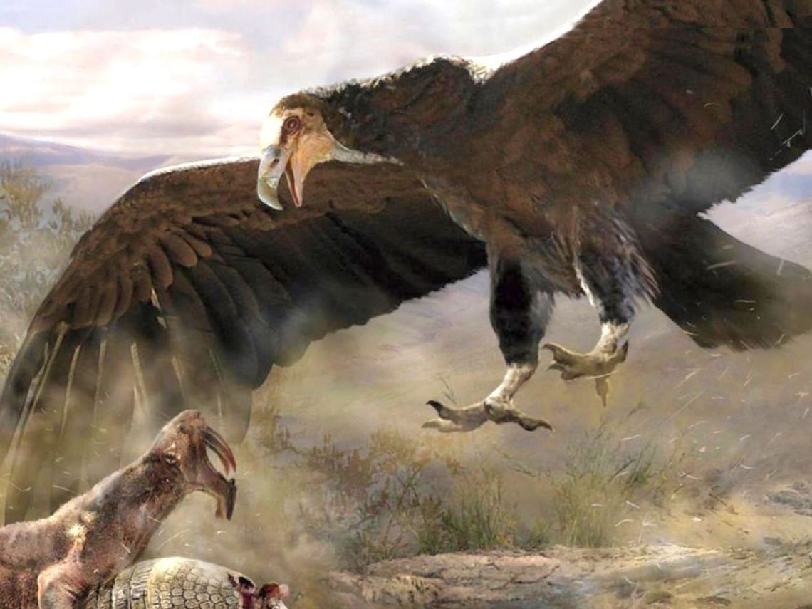 Argentavis, el ave más grande. Dibujo