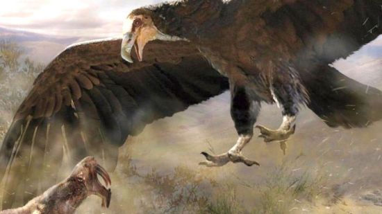 Argentavis, el ave más grande. Dibujo