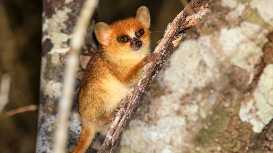 Lémur, ratón de Berthe
