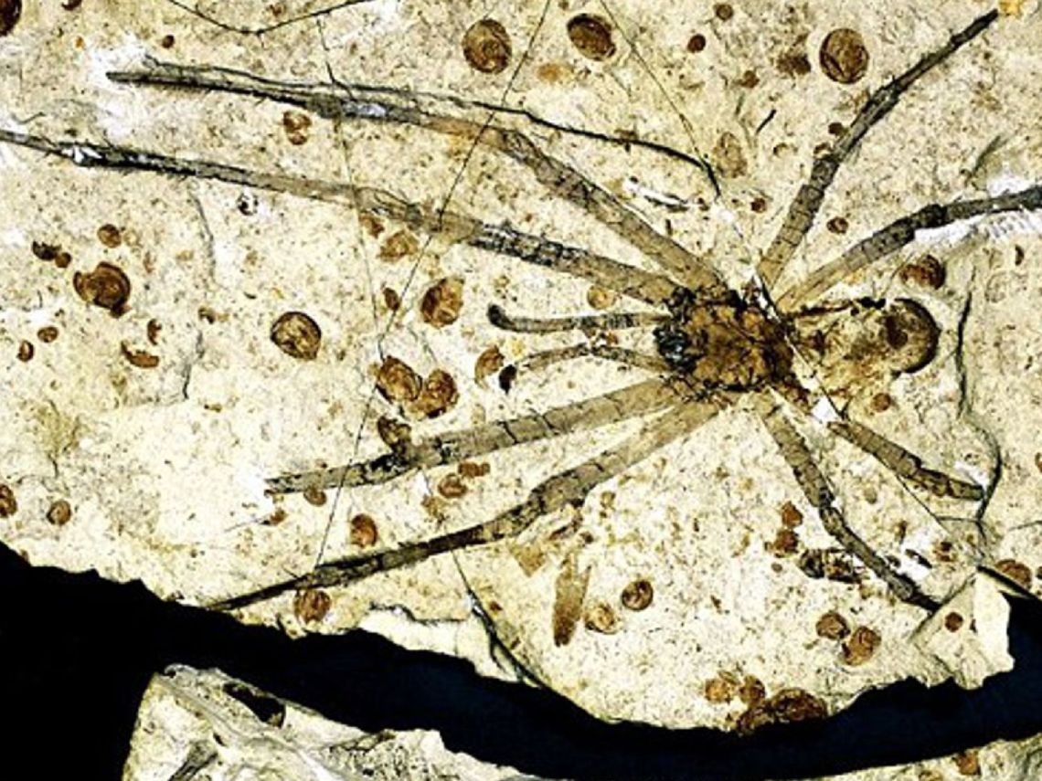 Fósil. Araña gigante del Jurásico