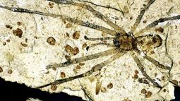 Fósil. Araña gigante del Jurásico