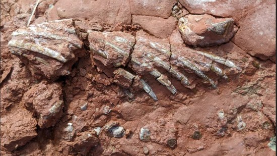 fosiles-desconocidos