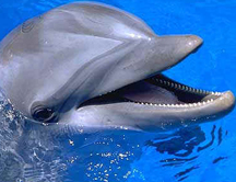 ¿Cuáles son los animales con más empatía?