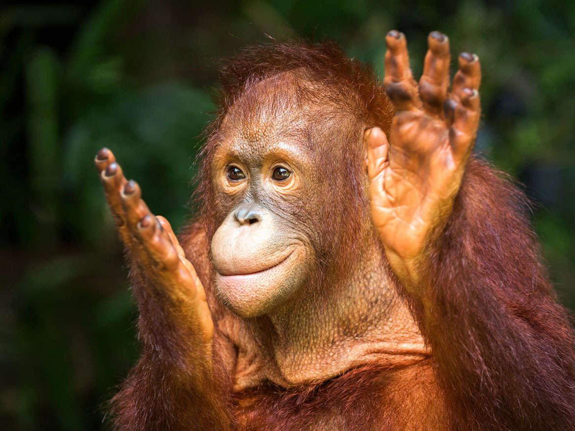 orangután