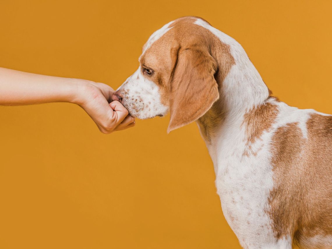 Haciendo oler a un perro
