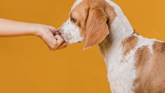 Haciendo oler a un perro