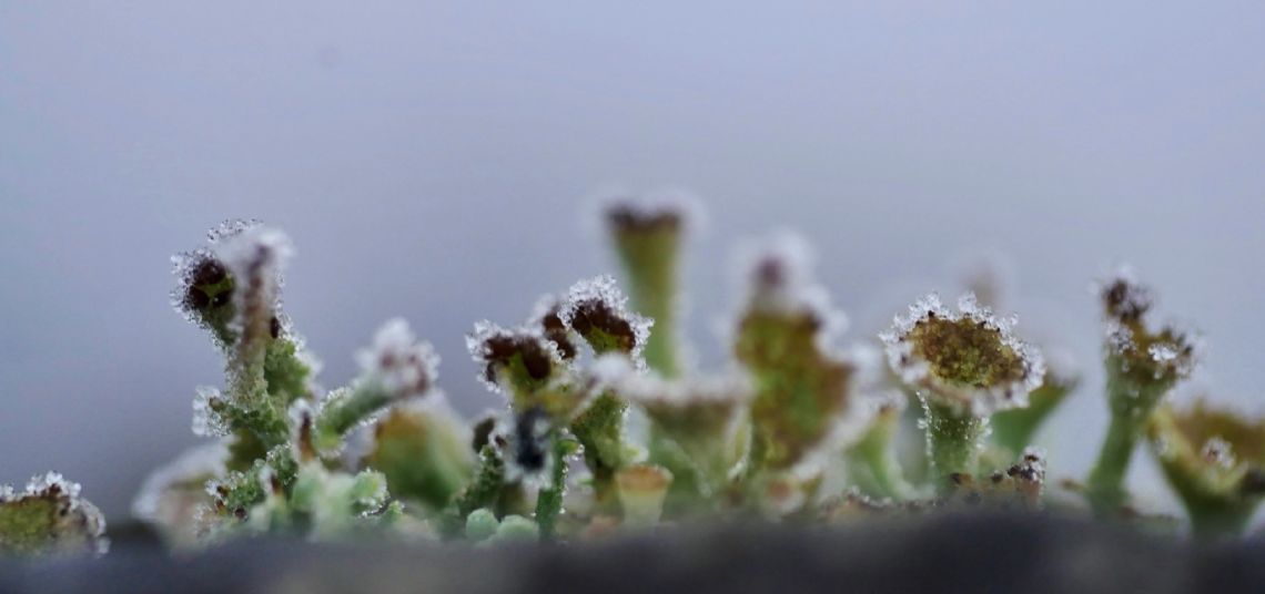 Líquenes congelados