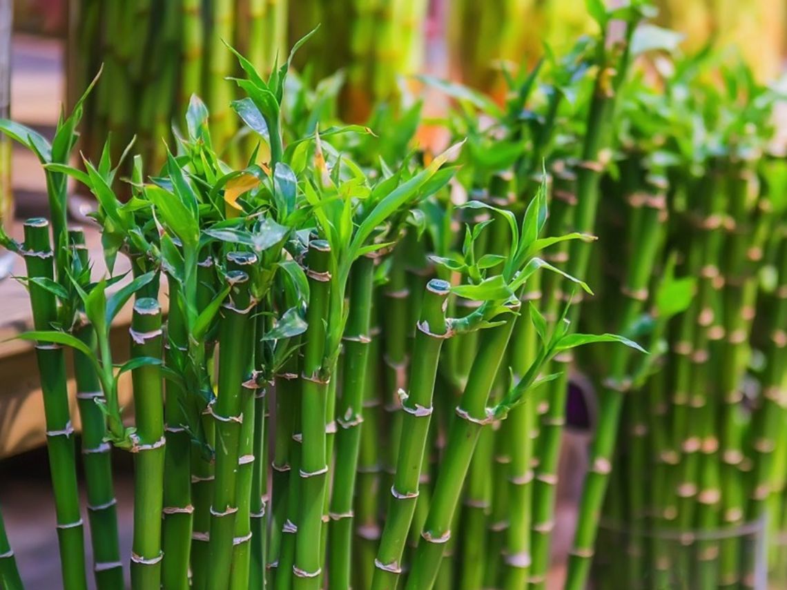 Bambú