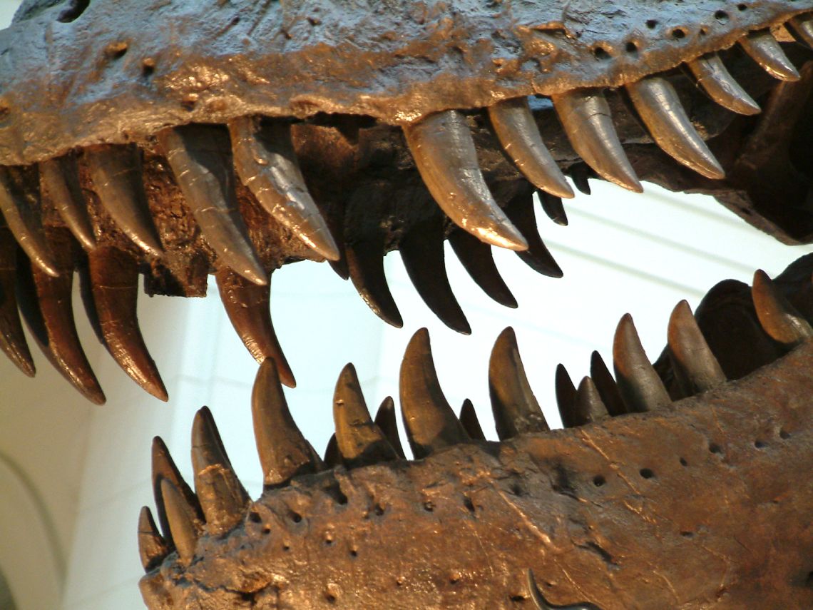 Mandíbula del Tyrannosaurus_rex