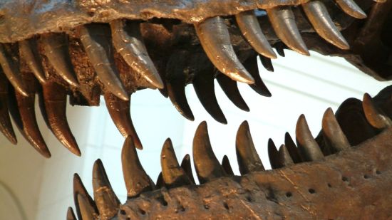 Mandíbula del Tyrannosaurus_rex