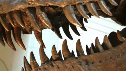 Mandíbula del Tyrannosaurus_rex