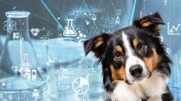 Composición. Perro con probetas