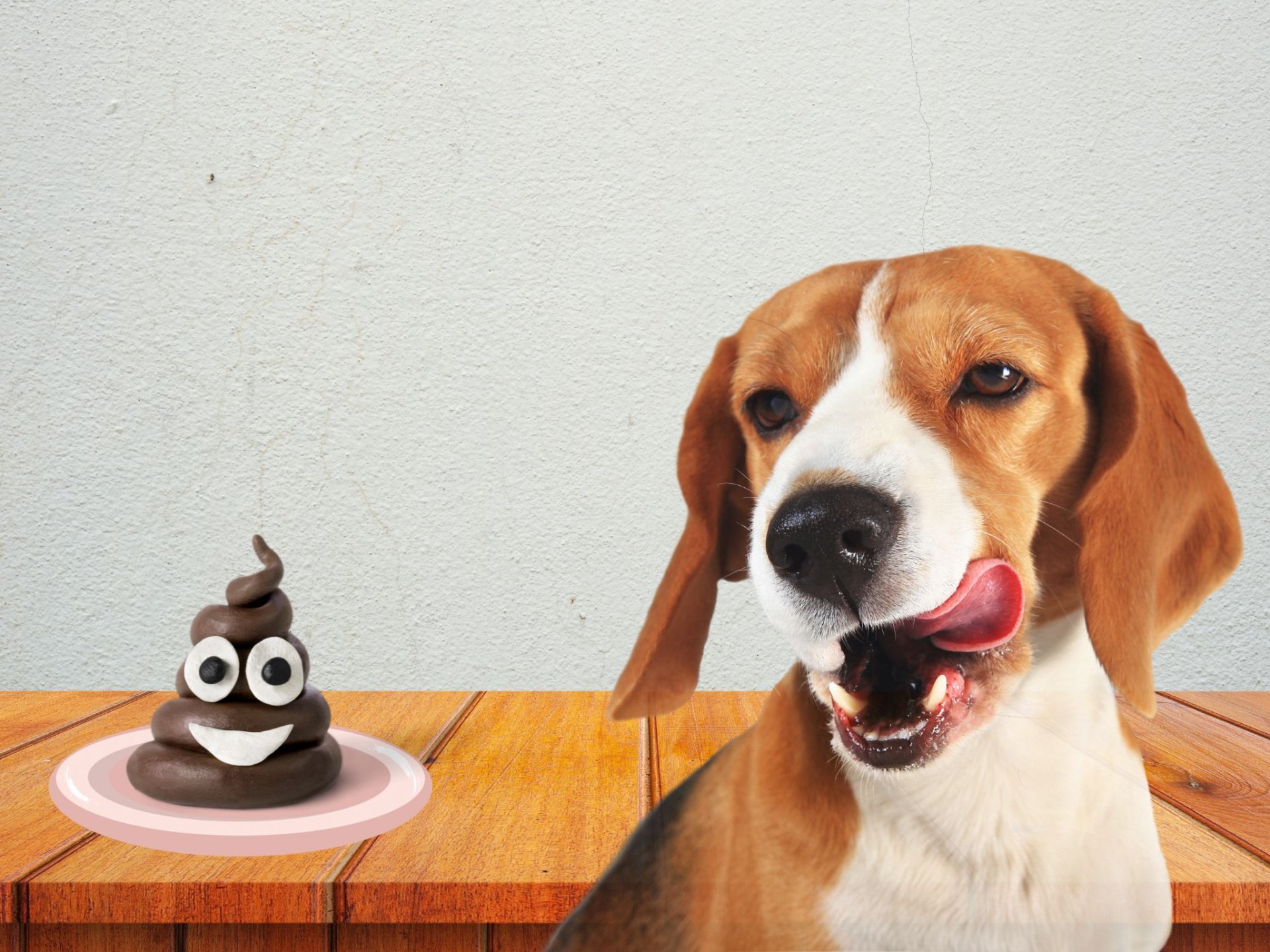 ¿El plato favorito de tu perro es caca? Descubre por qué