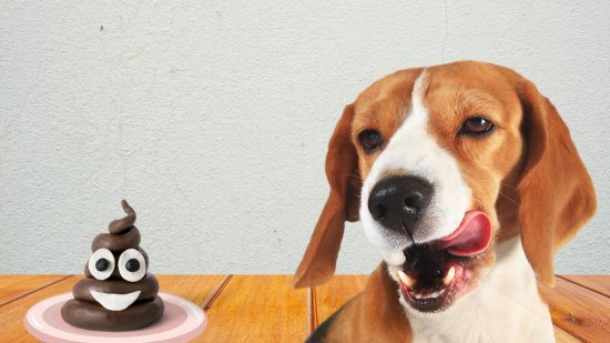 ¿El plato favorito de tu perro es caca? Descubre por qué