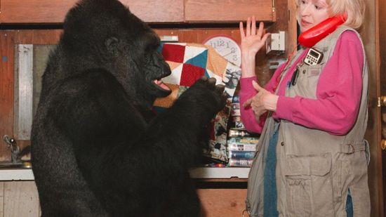 Gorila utilizando el lenguaje de signos