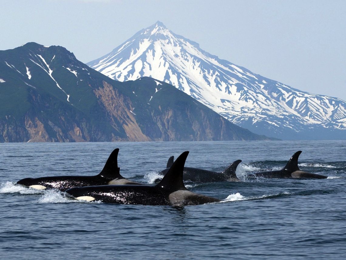 Grupo de orcas
