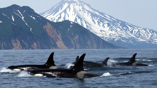Grupo de orcas