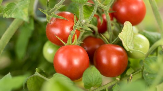 agricultura ecológica