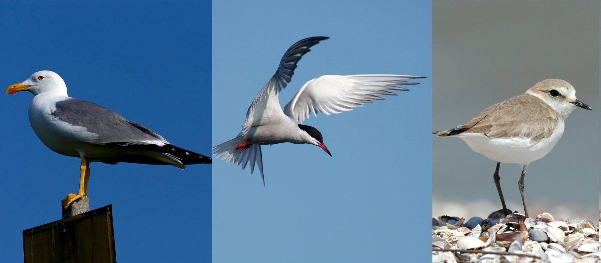 Especies de aves que podemos encontrar en la playa