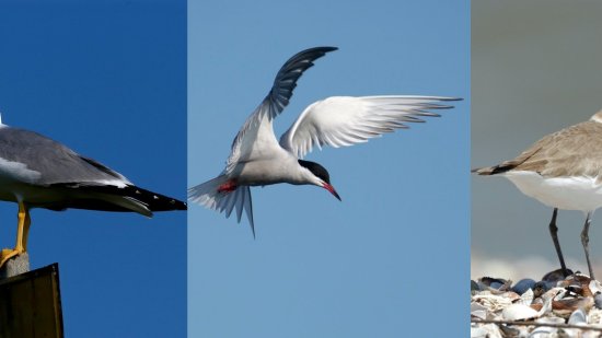 Especies de aves que podemos encontrar en la playa