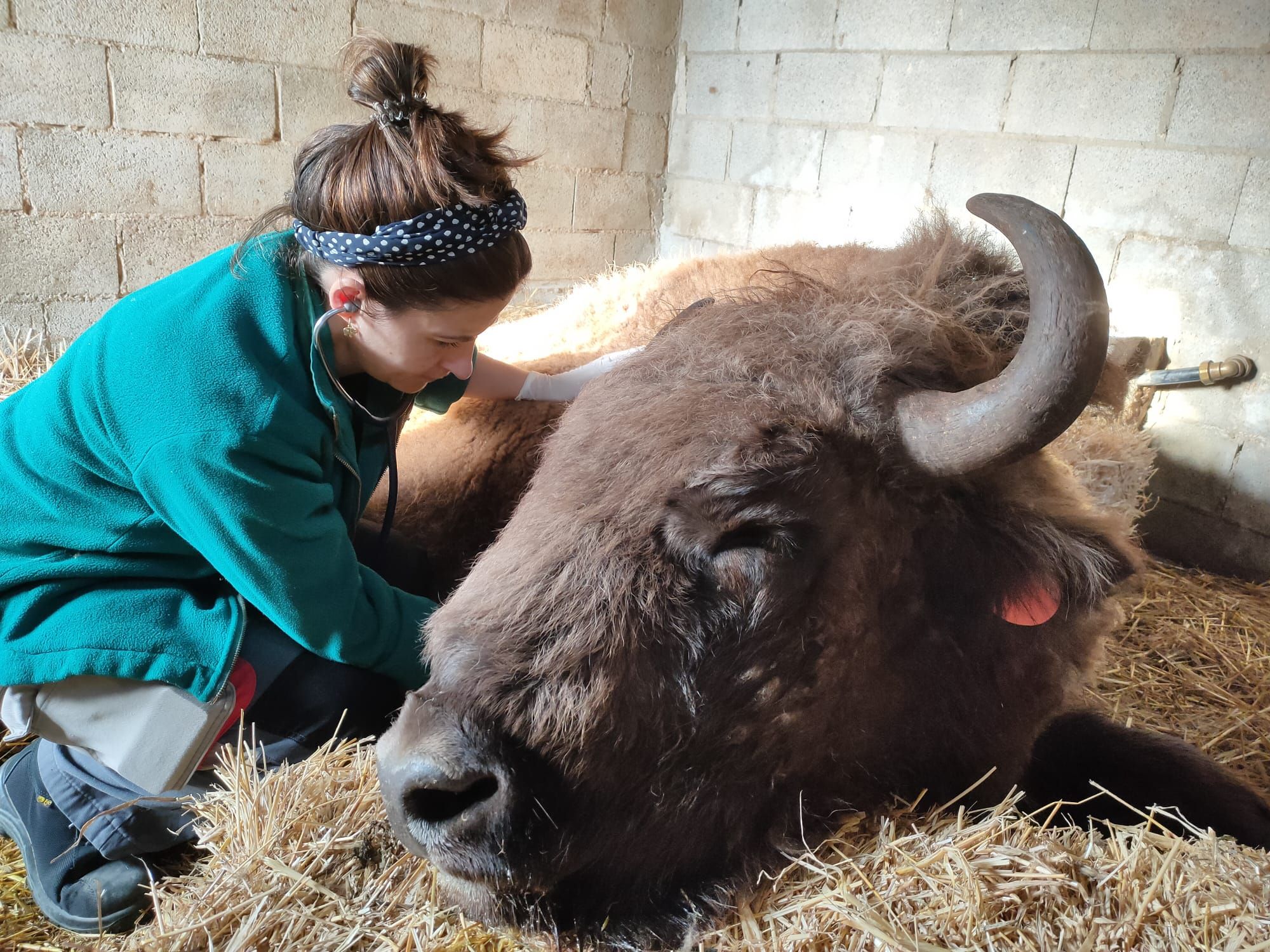 Un día en la vida de un veterinario zoológico