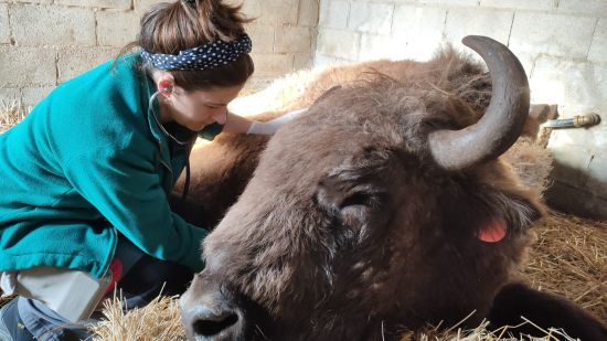 Un día en la vida de un veterinario zoológico