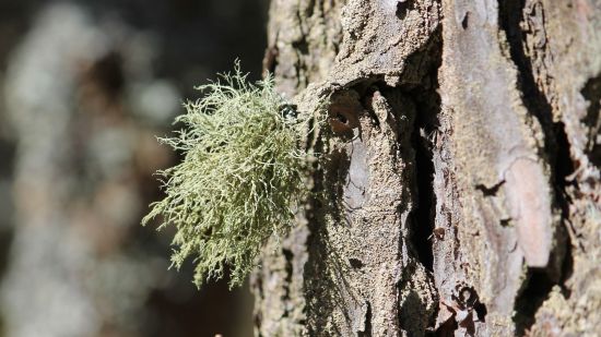 Qué son los líquenes