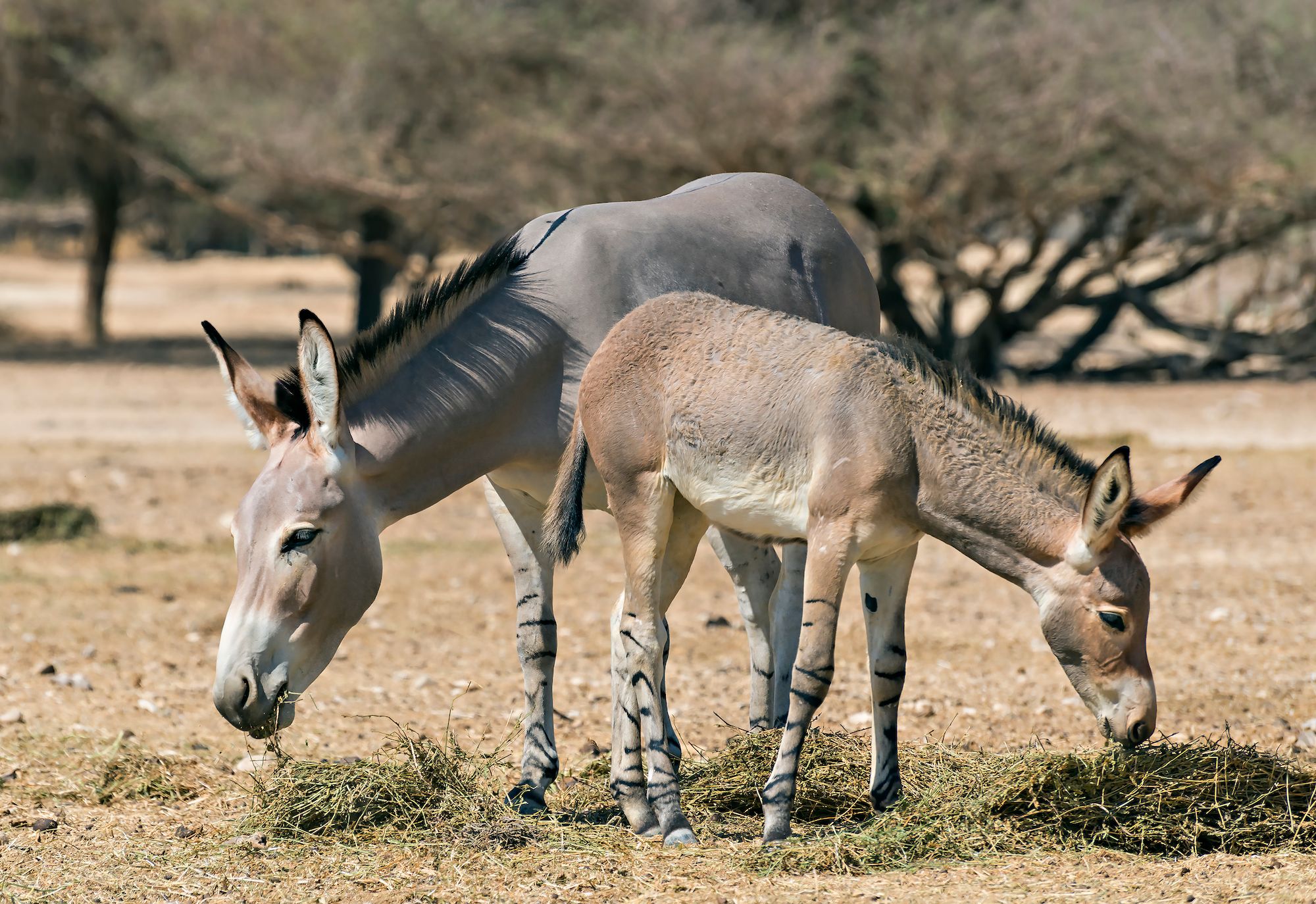 Asnos salvajes de Somalia
