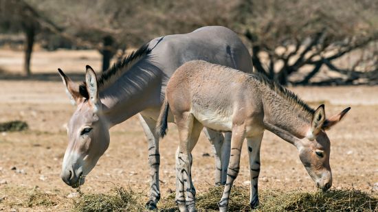 Asnos salvajes de Somalia