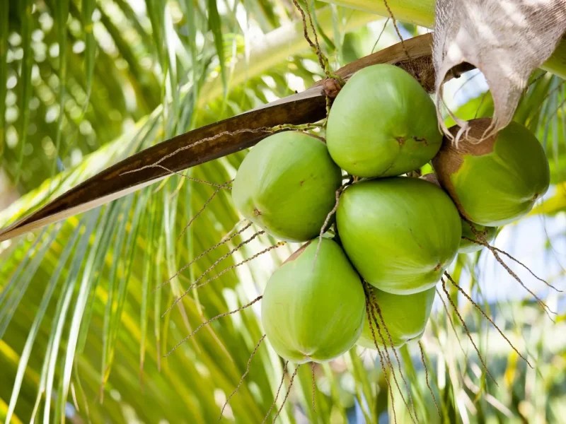 Cocos verdes