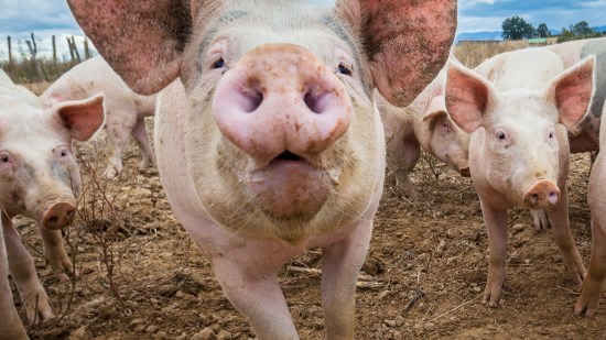 Primer plano de un cerdo