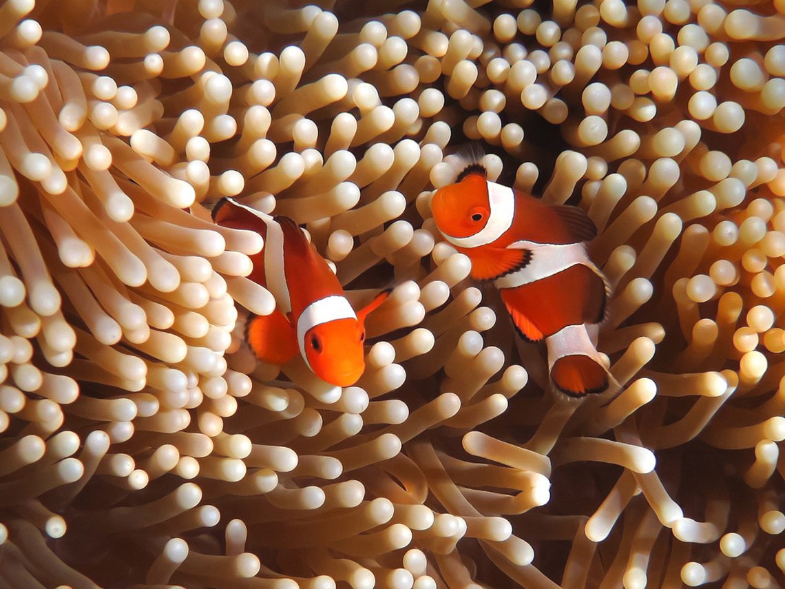 Pareja de peces payaso