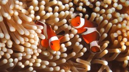 Pareja de peces payaso