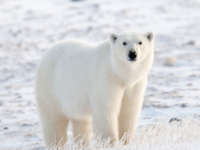 oso polar